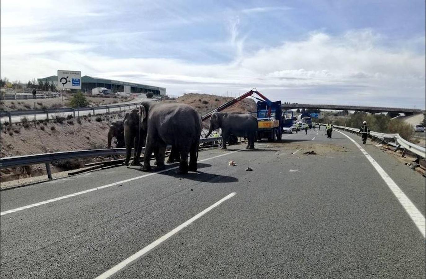 Грузовик со слонами перевернулся в Кастилии ла Манчи