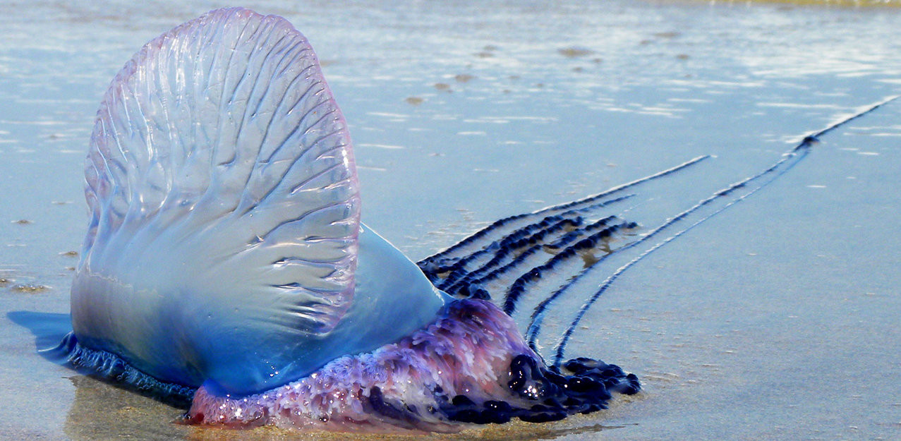 Пляжи Аликанте закрыли из-за нашествия опасных медуз