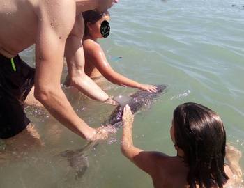 Туристы за 15 минут замучили дельфина до смерти из за селфи