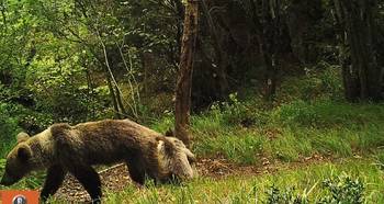 Засушливое лето привело к сильному истощению испанских бурых медведей
