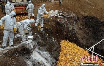 В Китае унижчтожили 20 тонн испанских апельсинов
