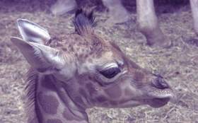В мадридском зоопарке родился жираф