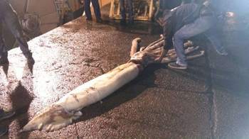 Испанские рыбаки выловили  10-ти метрового кальмара
