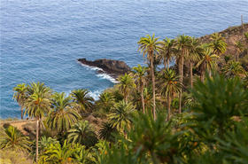 Пальмы на острове Тенерифе