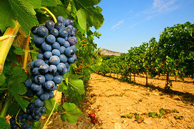 Испания стала мировым лидером экпорта вина