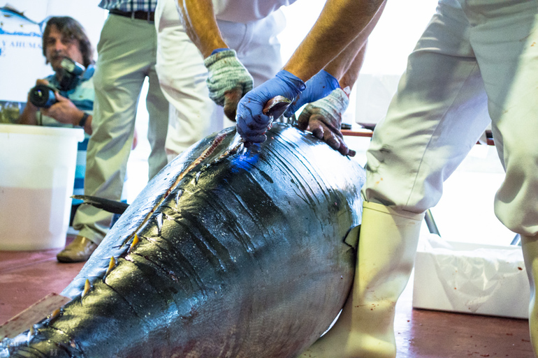 Гастрономическая неделя тунца в Барбате