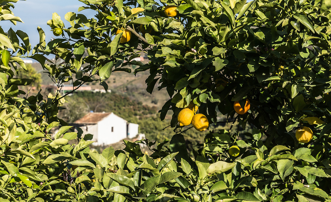 Испанские авокадо, манго и изюм  - гастрономическая экскурсия по району Ахаркия